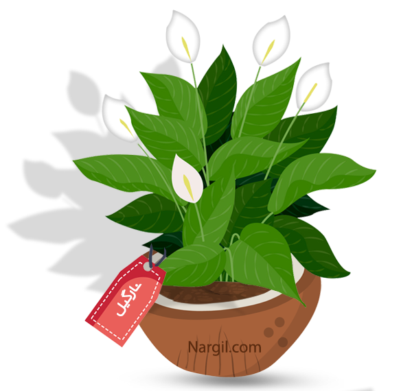  Nargil - peace lily